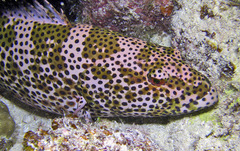 Plectropomus areolatus