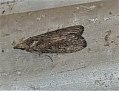 Heteromicta pachytera