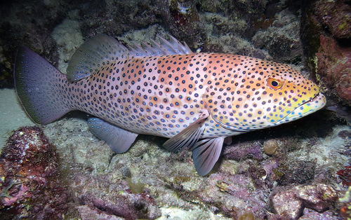 Foto de Mero con aletas amarillas (Plectropomus areolatus)