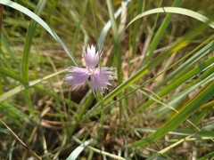 Dianthus mooiensis