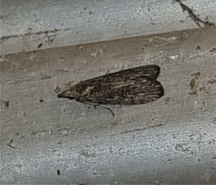 Heteromicta pachytera