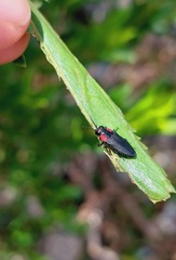 Romanophora verecunda