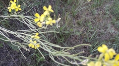 Erysimum canescens