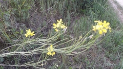Erysimum canescens