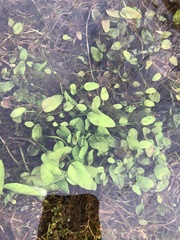 Potamogeton polygonifolius