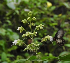 Pachliopta pandiyana