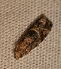 Lobesia transtrifera