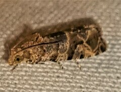 Lobesia transtrifera
