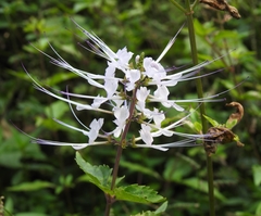 Orthosiphon aristatus
