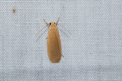 Danielithosia immaculata