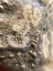 Botryllus schlosseri