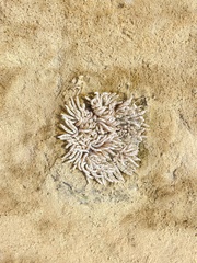 Heteractis aurora