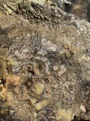 Botryllus schlosseri