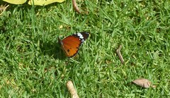 Danaus chrysippus orientis