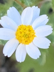Perityle emoryi