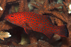 Plectropomus areolatus