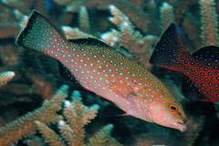 Plectropomus areolatus