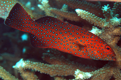 Plectropomus areolatus