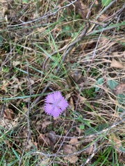 Dianthus armeria