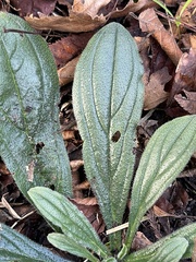 Lithospermum tuberosum