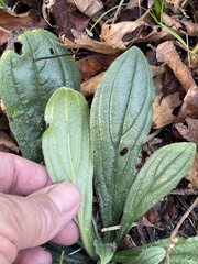 Lithospermum tuberosum