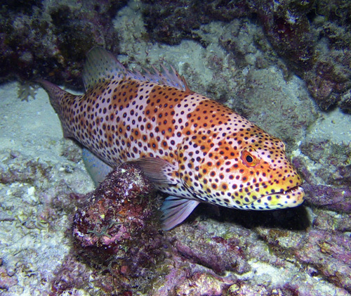 Foto de Mero con aletas amarillas (Plectropomus areolatus)