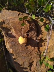 Ancylobothrys capensis