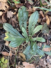 Lithospermum tuberosum