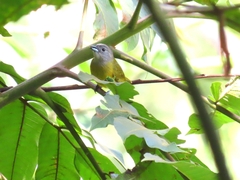Loriotus luctuosus