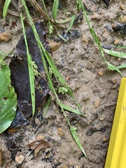 Carex blanda