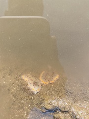 Goniobranchus bombayanus