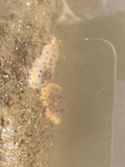 Goniobranchus bombayanus