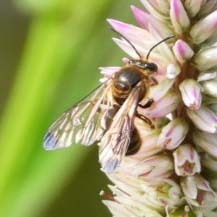 Phalerimeris phalerata