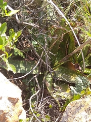 Aloe greatheadii davyana