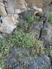 Perityle emoryi