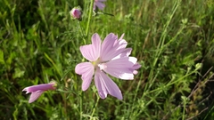 Malva excisa