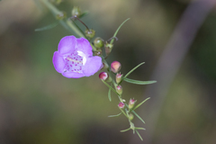 Agalinis fasciculata
