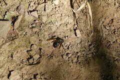 Ancistrocerus adiabatus