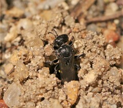 Oxybelus trispinosus