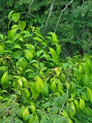 Coccoloba venosa