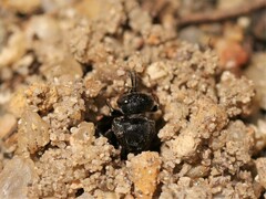 Oxybelus trispinosus