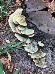 Trametes polyzona