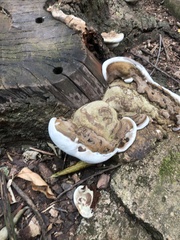 Ganoderma austroafricanum