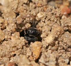 Oxybelus trispinosus