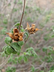 Cistus tauricus