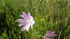 Malva excisa