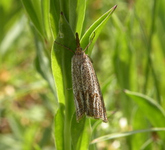 Thisanotia chrysonuchella