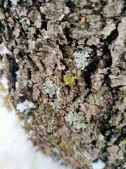 Phaeophyscia orbicularis