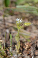 Cerastium pumilum