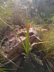 Aloe verecunda